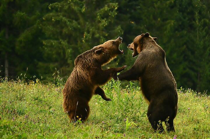 RO-Karpaten-Braunbaer-Ursus-arctos-Bear watching from hide (1)