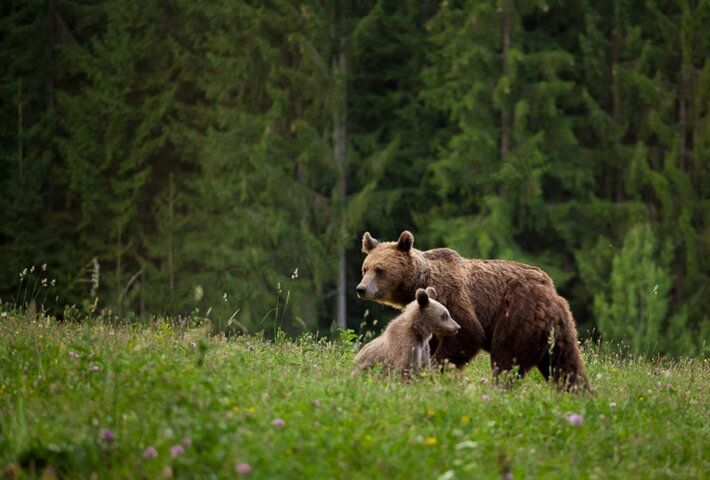 RO-Karpaten-Braunbaer-Ursus-arctos-Bear watching from hide (2)