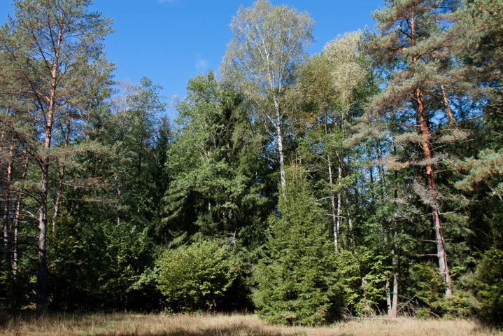 Urwald im Nationalpark Belaweschskaja puschtscha, Belarus
